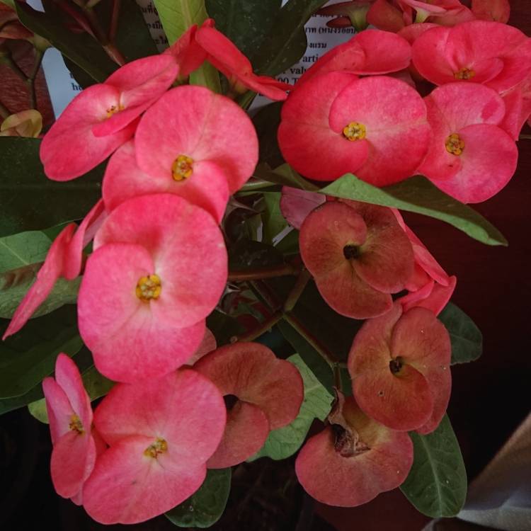 plant image 1222568