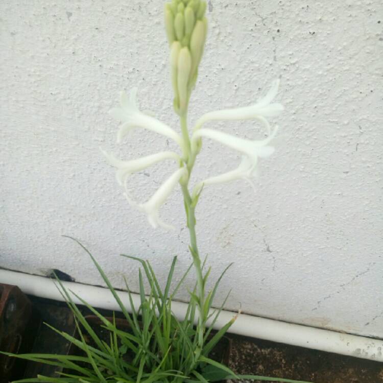 Plant image Polianthes tuberosa