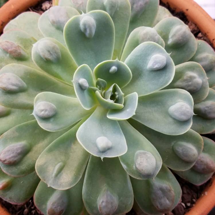 plant image 590398
