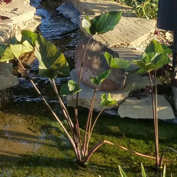 Plant image Colocasia esculenta 'Tea Cup' syn. Colocasia esculenta 'Coffee Cups'