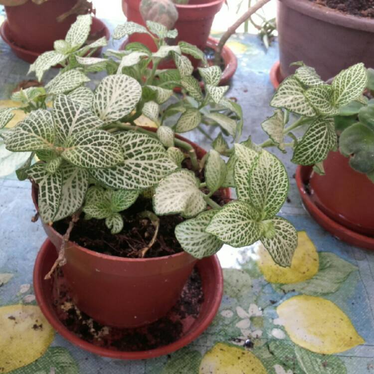 Plant image Fittonia argyroneura 'White Anne'