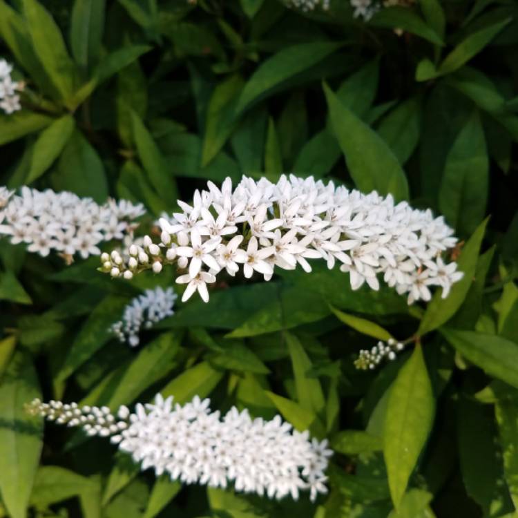 plant image 777594