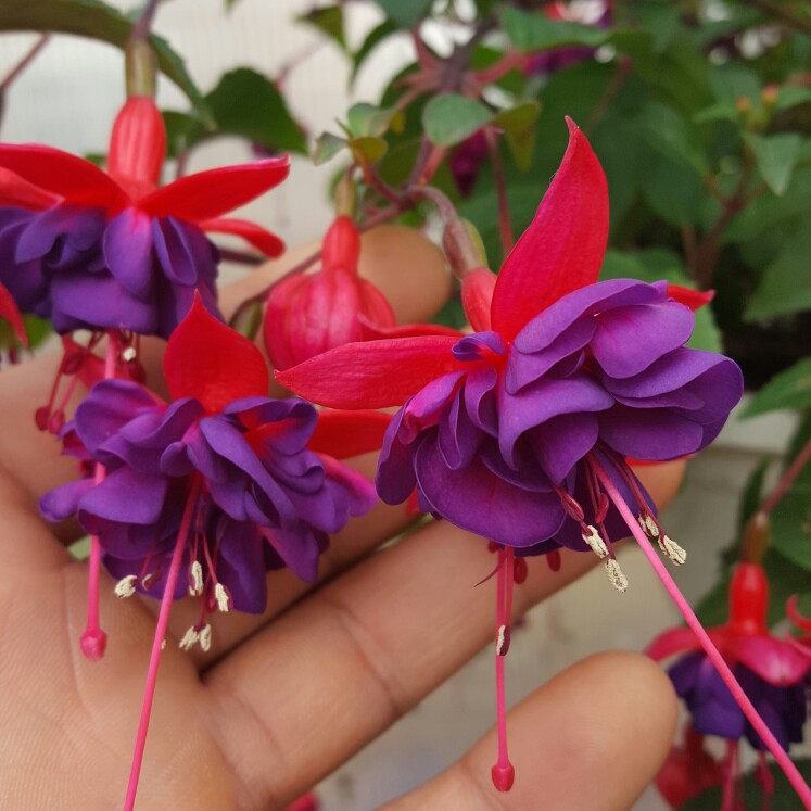 plant image 101399