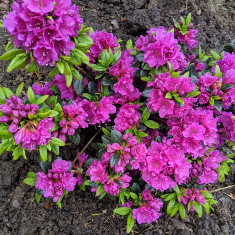 plant image 1045676