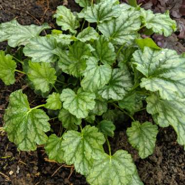 Heuchera americana 'Paris' syn. Heuchera 'Paris'