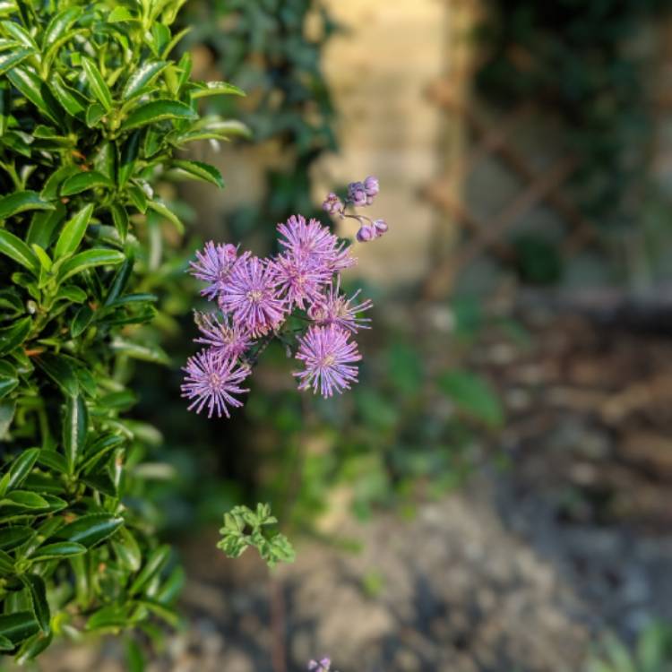 plant image 1055472