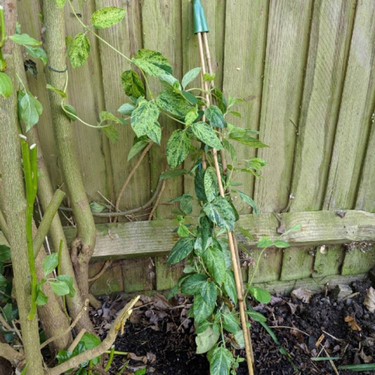 Plant image Lonicera japonica 'Mint Crisp'