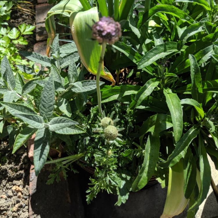 Plant image Scabiosa columbaria