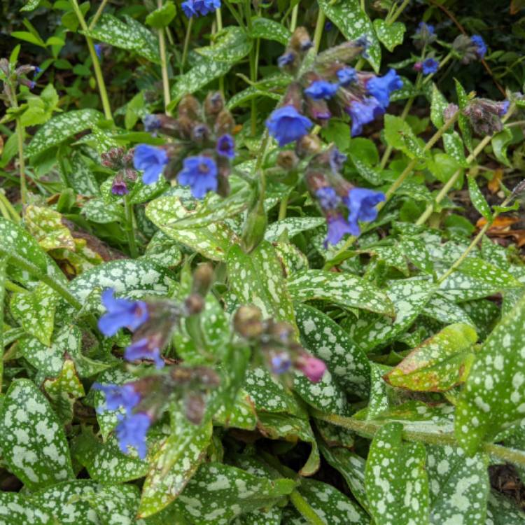 plant image 1251772 plant image 1251772