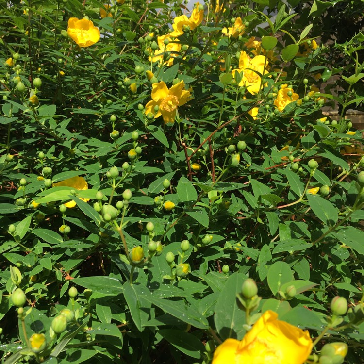 plant image 748826