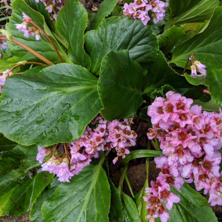 Plant image Bergenia 'Rosenkristall'