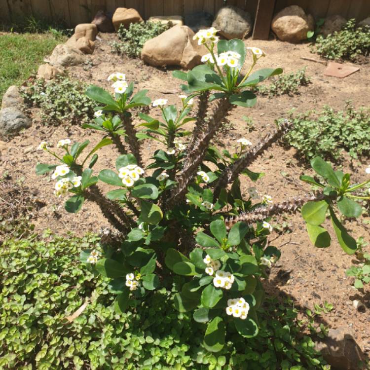 Plant image Euphorbia Milii 'Dwarf Cream'