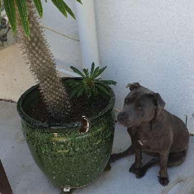 Pachypodium lamerei