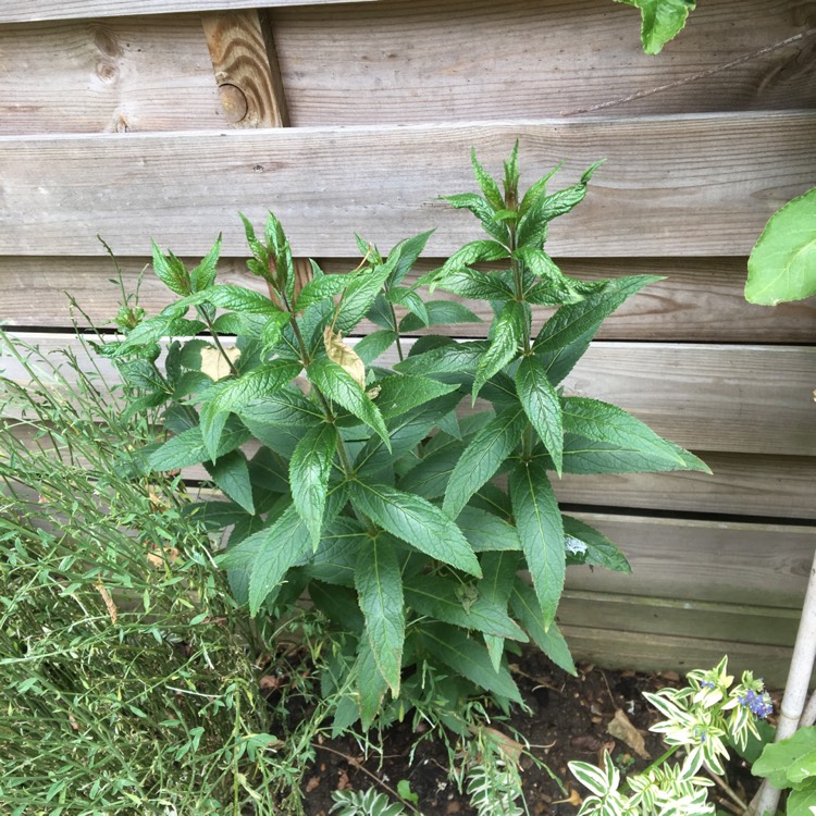 Plant image Veronicastrum virginicum syn. Veronica virginica