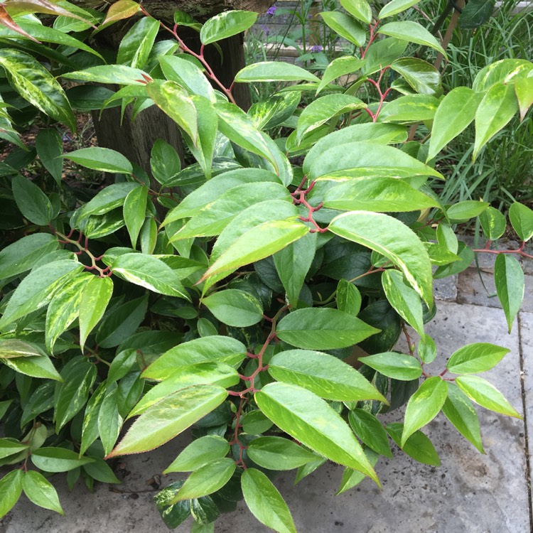 Plant image Leucothoe fontanesiana 'Rainbow'