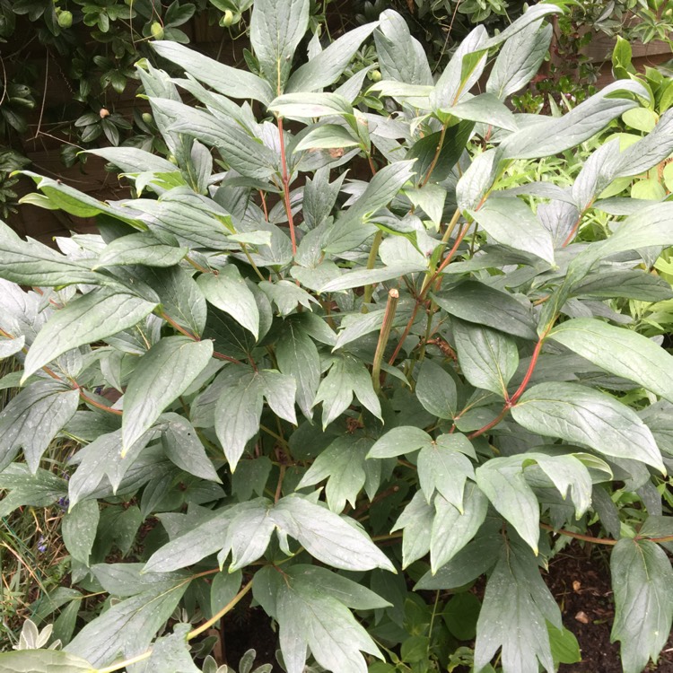 plant image 745110 plant image 745110