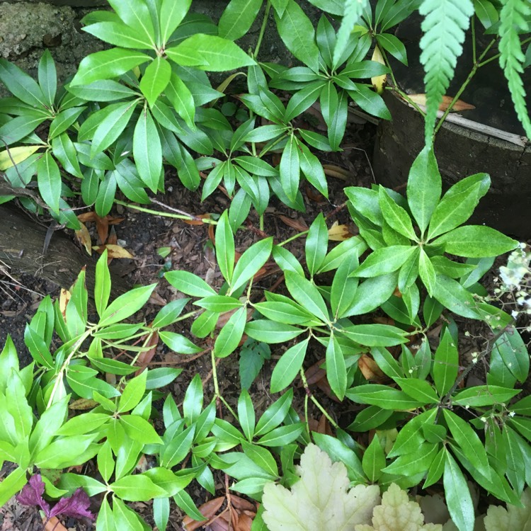 plant image 746698