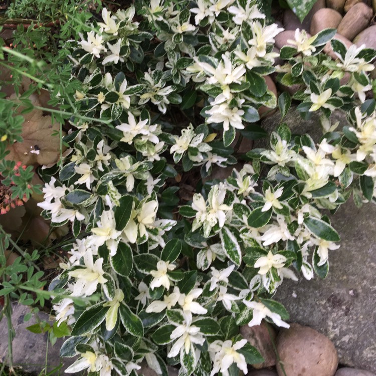 Plant image Euonymus fortunei 'Harlequin'