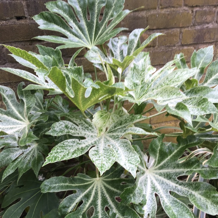 Plant image Fatsia japonica 'Variegata'