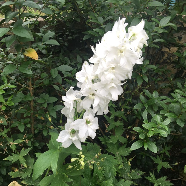 Plant image Delphinium 'Excalibur Pure White'