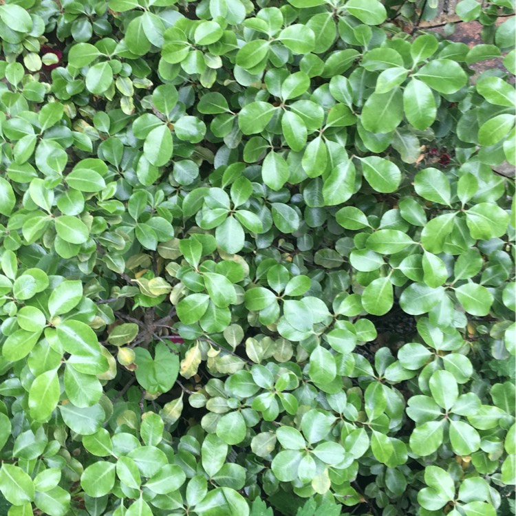 Plant image Pittosporum tenuifolium 'Gold Star'