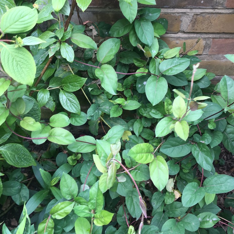 Plant image Lonicera japonica 'Halliana'