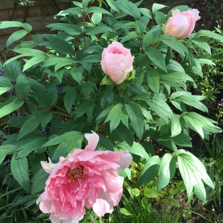 plant image 753084 plant image 753084