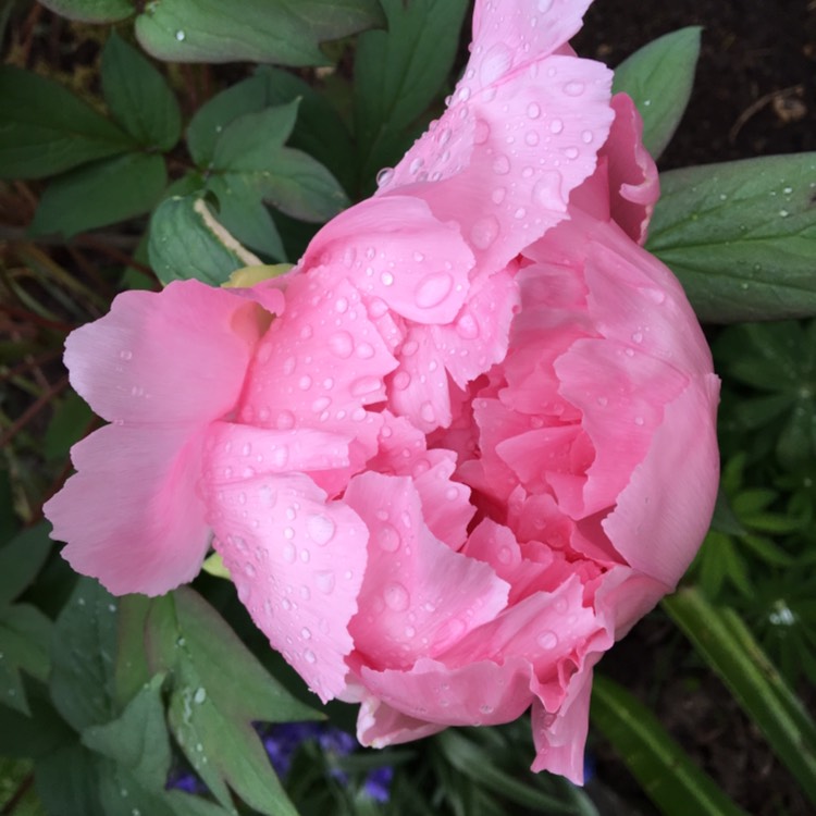 plant image 753087 plant image 753087