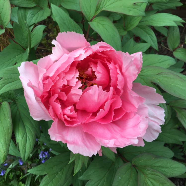 plant image 753088 plant image 753088