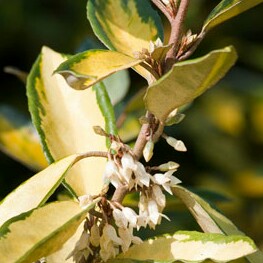 Plant image Elaeagnus x submacrophylla 'Limelight' syn. Elaeagnus x ebbingei 'Limelight'
