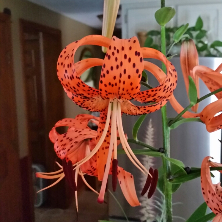 Plant image Lilium superbum