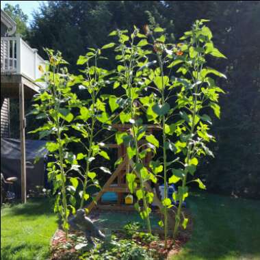 Sunflower 'American Giant'