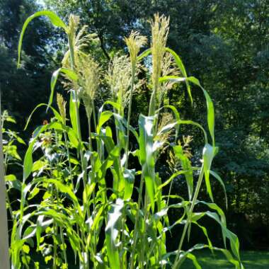 Broom Corn