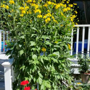 John's garden