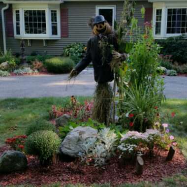 John's garden