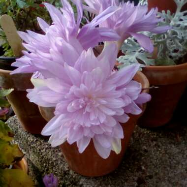 Colchicum 'Waterlily'