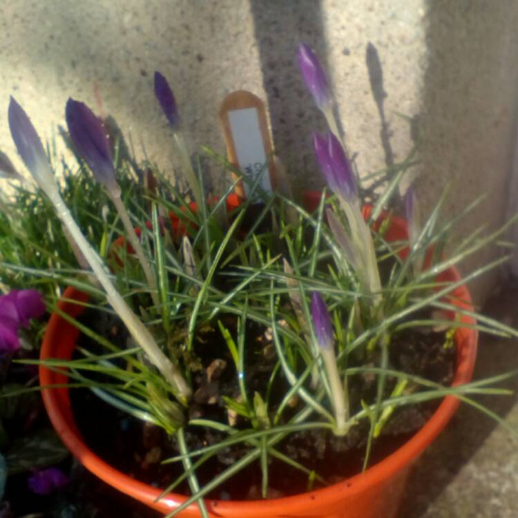 plant image 319669