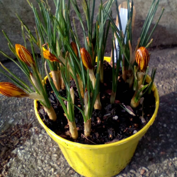 plant image 320307