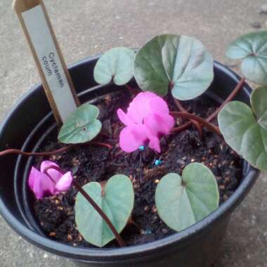 Cyclamen