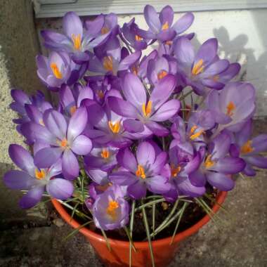 Crocus tommasinianus 'Whitewell Purple'
