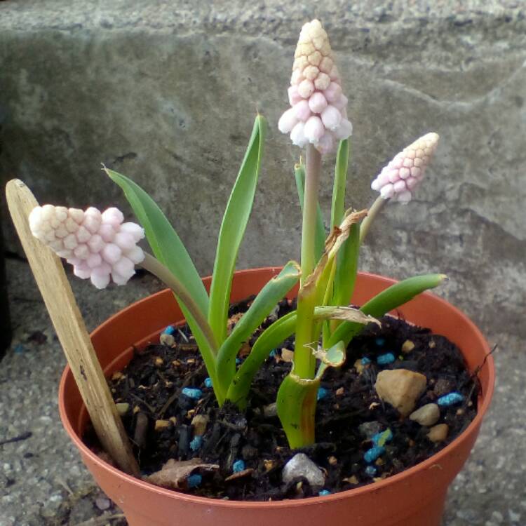 Plant image Muscari 'Pink Sunrise'