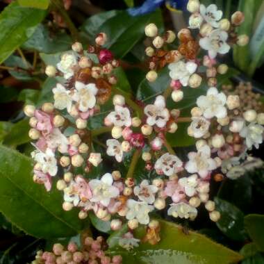 Viburnum tinus 'Eve Price'