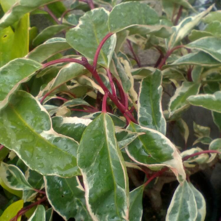 Plant image Prunus lusitanica 'Variegata'