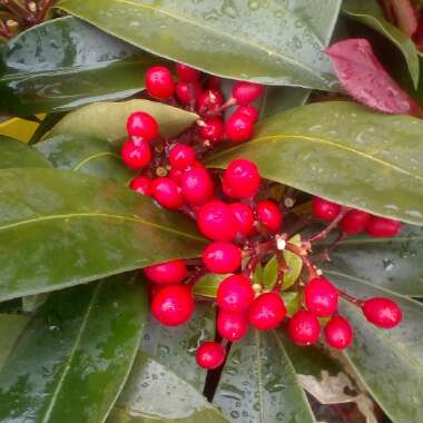 Skimmia japonica subsp. reevesiana