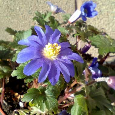 Anemone blanda 'Blue Shades'