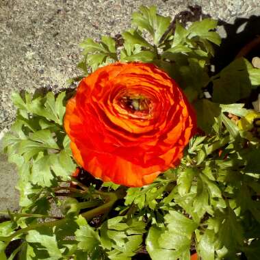 Ranunculus asiaticus