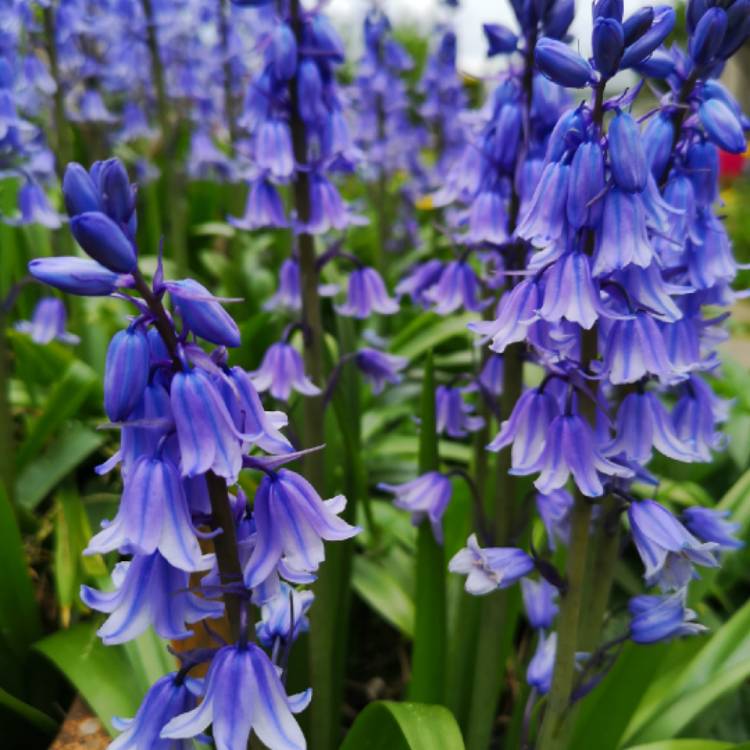 Plant image Hyacinthoides hispanica 'Danube'