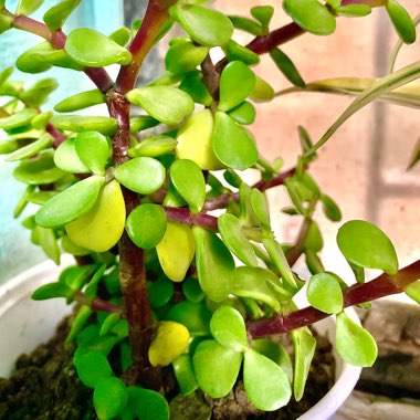 Portulacaria Afra