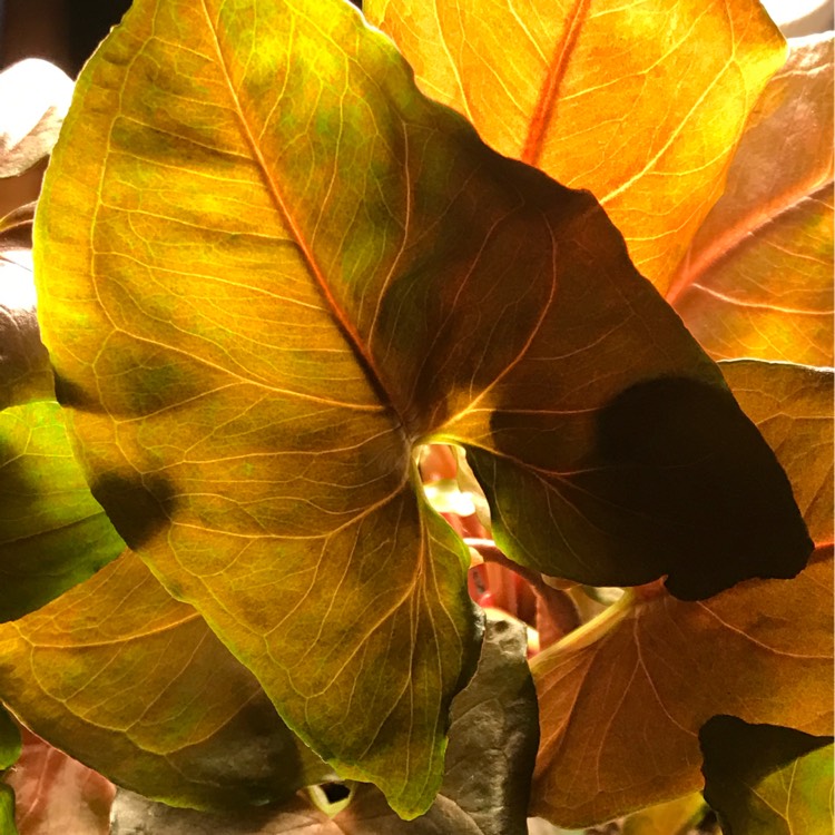 Plant image Syngonium podophyllum 'Bronze'