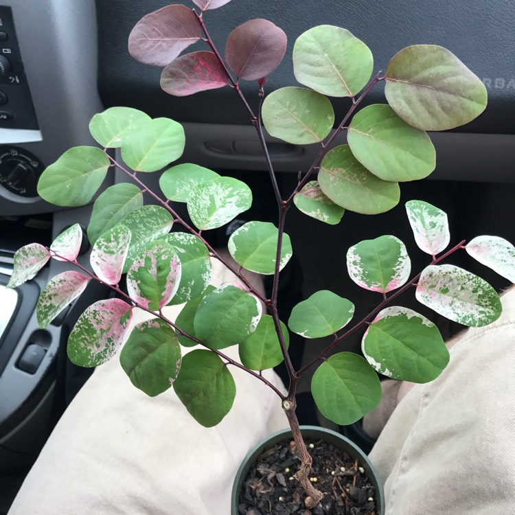 plant image 340568
